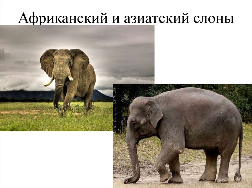 Чем отличается индийский слон от африканского 1. Азиатский слон хоботные. Африканский слон и индийский слон. Африканский и азиатский слон отличия. Африканские и азиатские слоны.