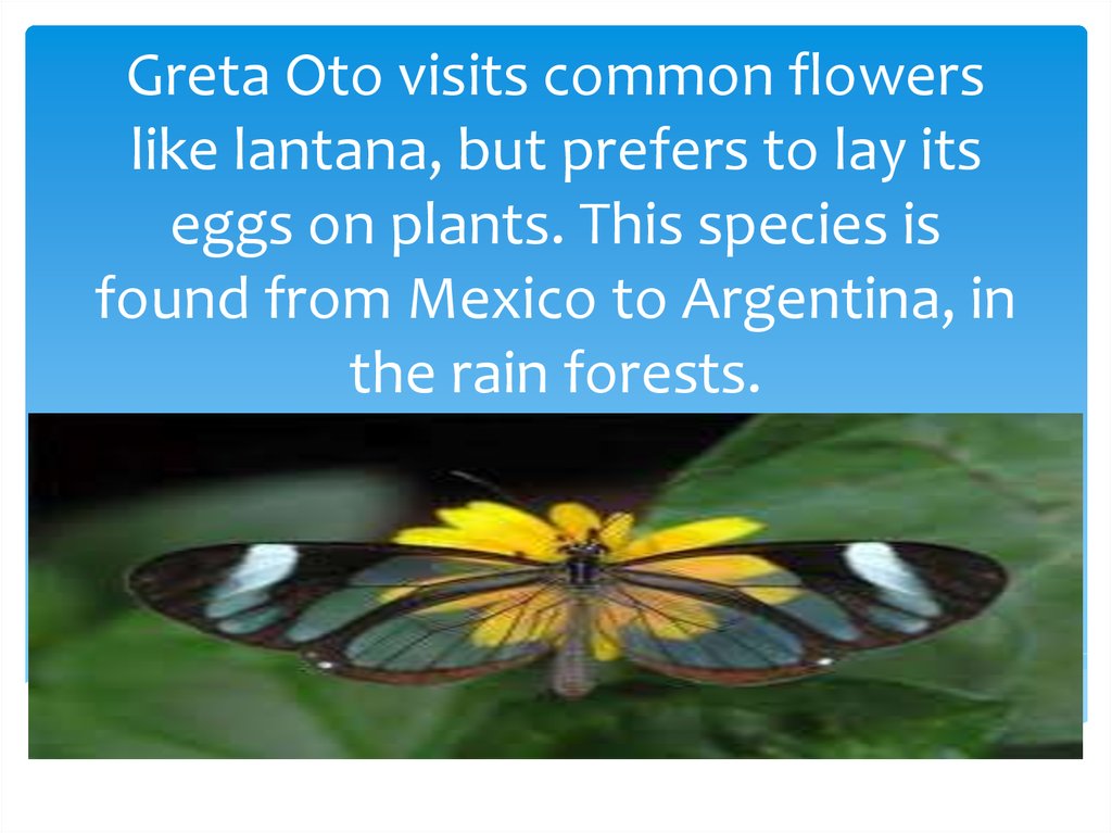 Greta Oto visits common flowers like lantana, but prefers to lay its eggs on plants. This species is found from Mexico to Argentina, in the rain forests.