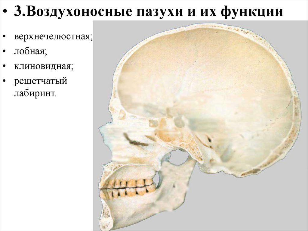 Кости имеющие воздухоносные пазухи. Воздухоносные пазухи черепа. Воздухоносные ячейки клиновидной кости. Лобная кость воздухоносная. Воздухоносная пазуха клиновидной кости.