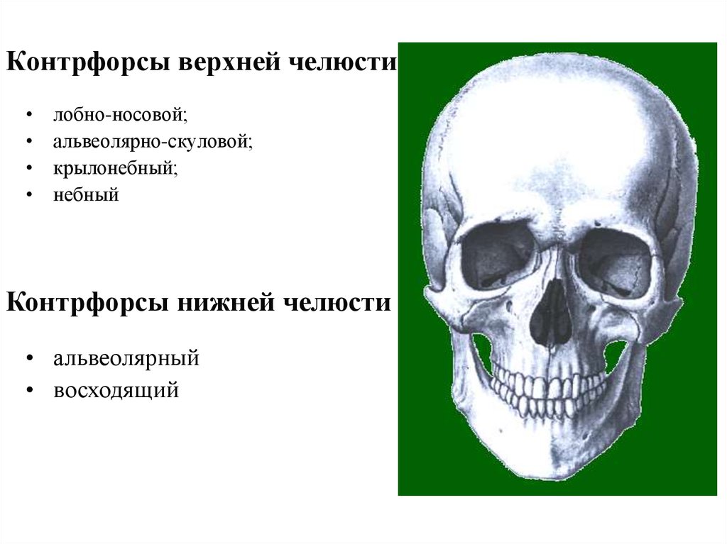 Верхний череп. Контрфорсы черепа нижней челюсти. Контрфорсы верхней и нижней челюсти. Контрфорсы черепа верхней челюсти. Скелет жевательного аппарата, контрфорсы.