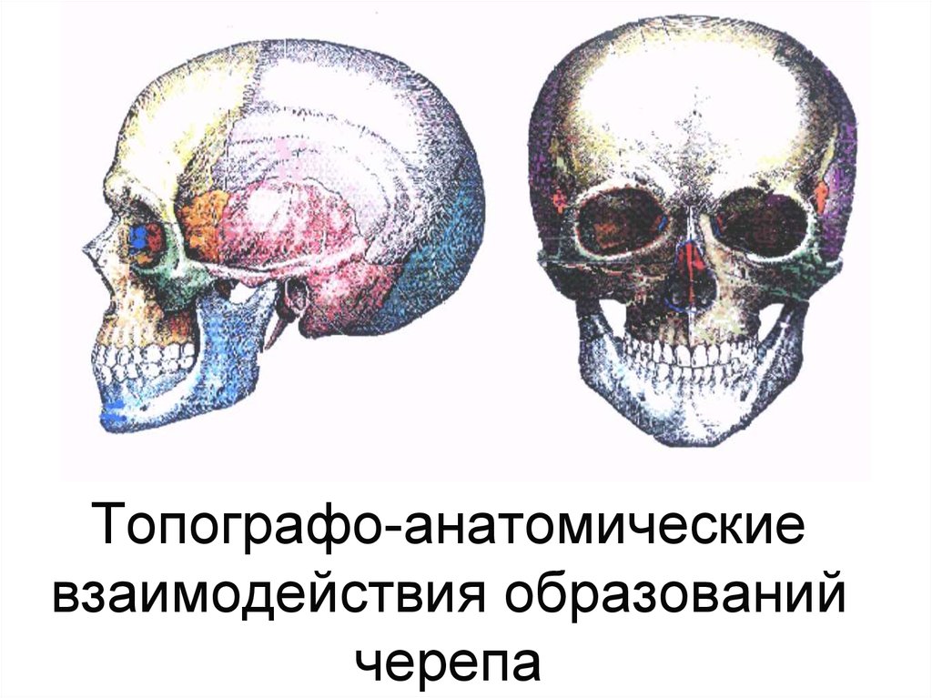 Топографо анатомический. Анатомические образования черепа. Индивидуальные особенности черепа. Краниология это наука изучающая.