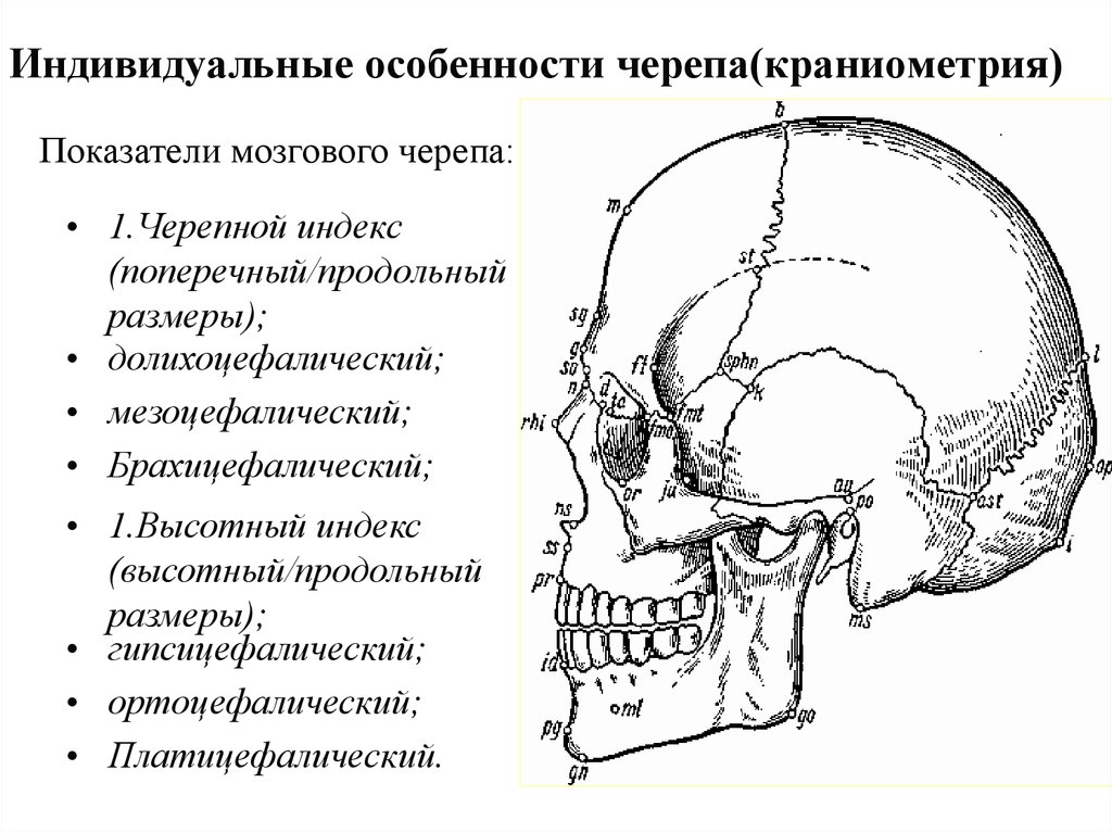 Продольный размер. Краниометрические точки на черепе человека. Высотно-продольный указатель черепа его характеристика. Измерение черепа краниометрия. Краниометрия поперечный диаметр.