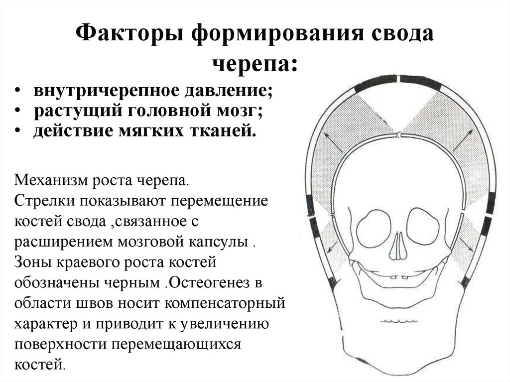 Создание свода. Свод (крыша) мозгового черепа; кости, его образующие.. Свод мозгового черепа кости его образующие. . Перечислить кости формирующие свод черепа.