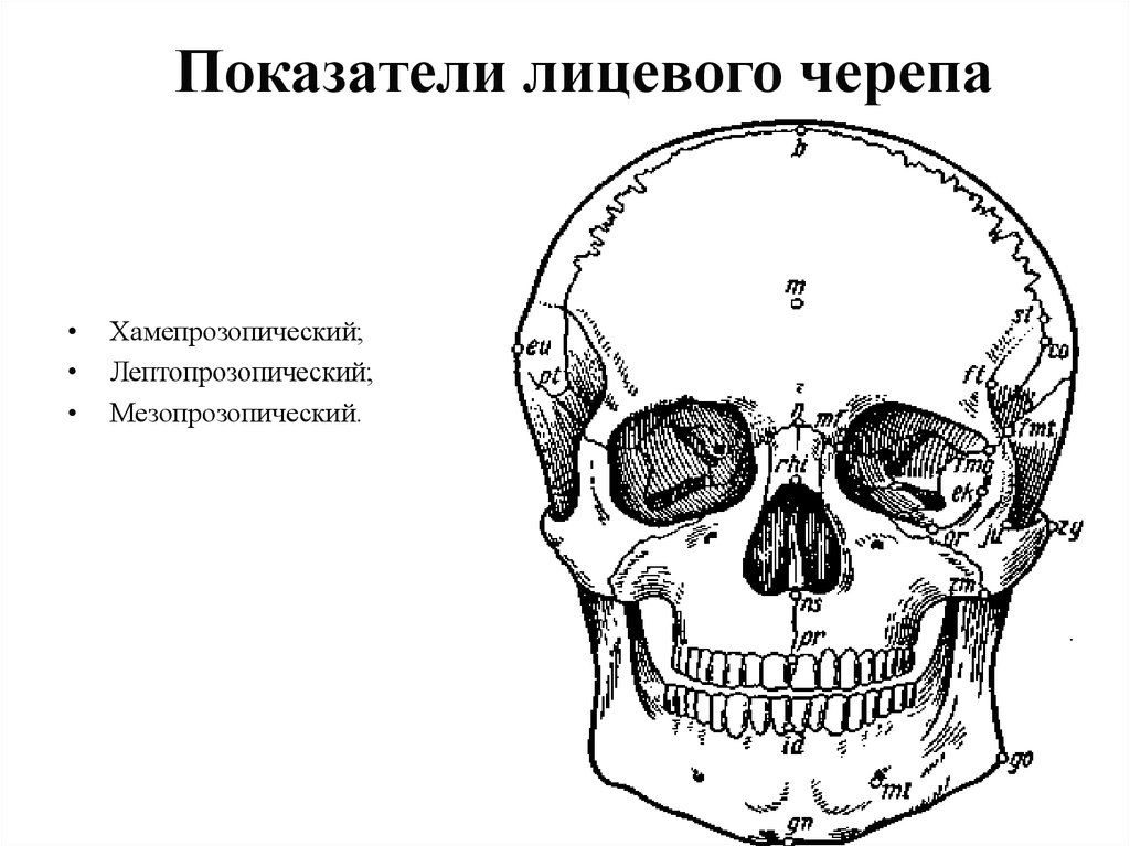 Лицевой череп. Краниология учение о черепе. Формы лицевого черепа. Лицевой показатель черепа.