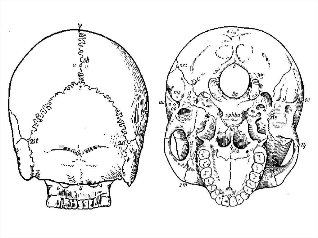 Варианты формы черепа. Формы черепа человека.