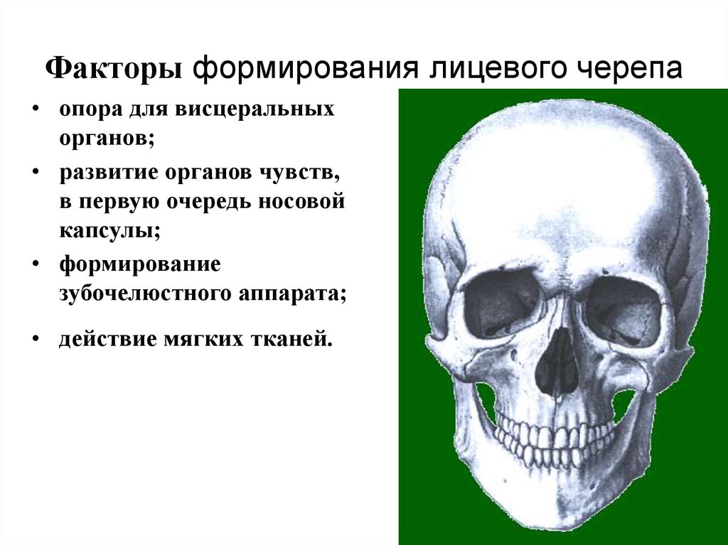 Лицевой череп. Факторы формирования лицевого черепа. Аномалии лицевого черепа. Аномалии развития лицевого черепа человека. Формирование лицевого черепа заканчивается.