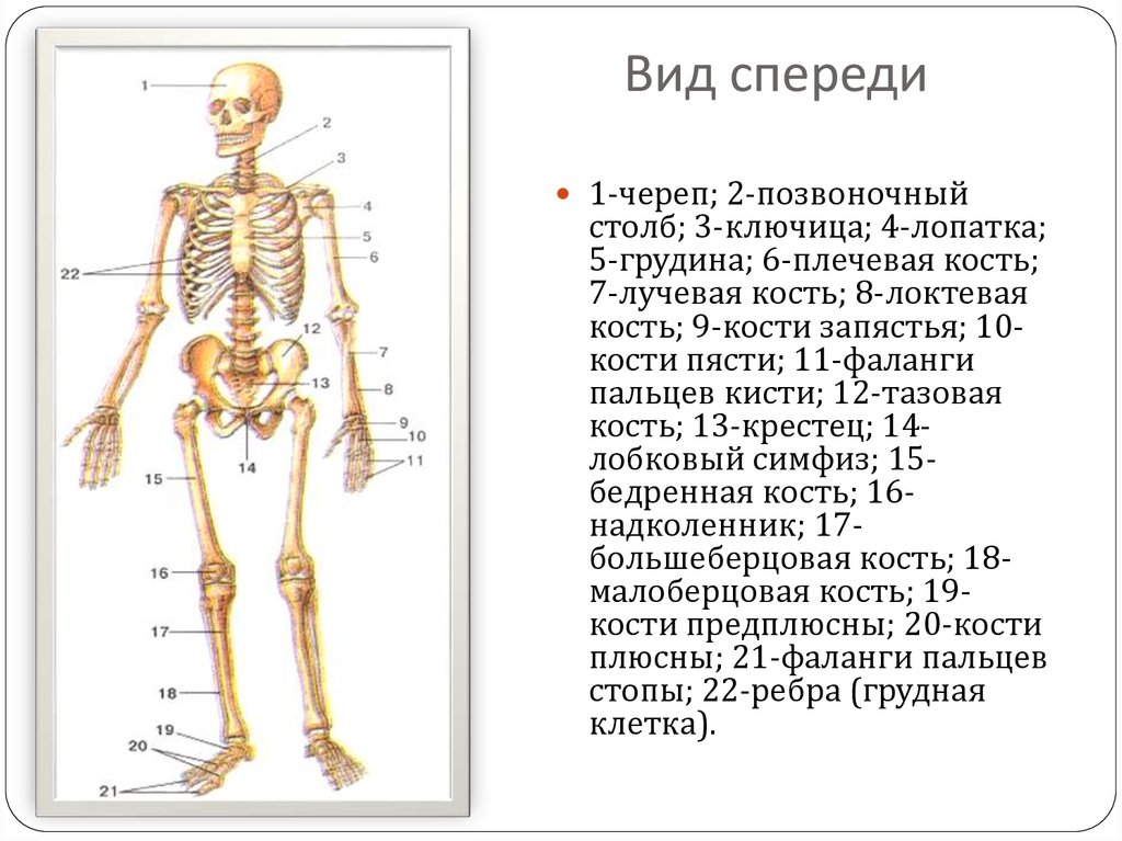 Кости 10 2. Локтевая кость лучевая кость плечевая кость крестец. Костная система заканчивает формироваться. Реферат костная система. Костная система включает:.