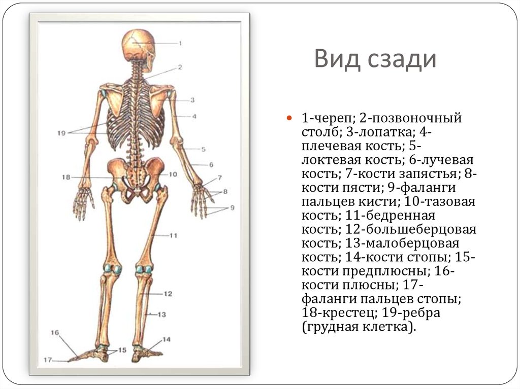 Презентация костная система человека