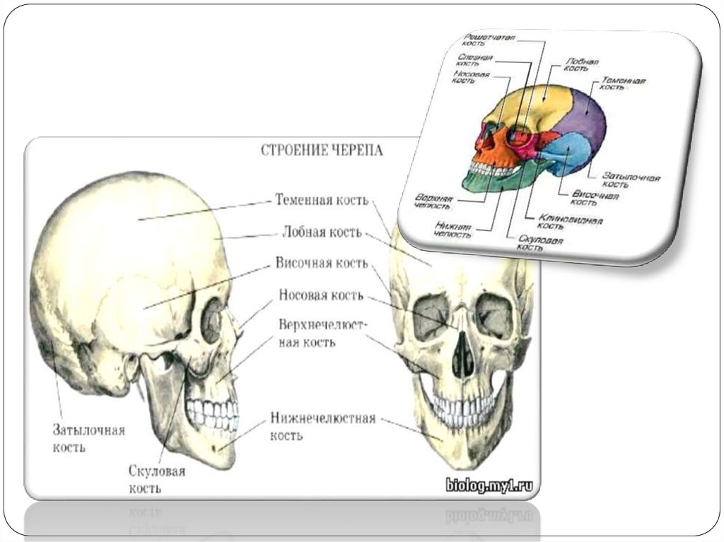 Череп это орган. Топография черепа. Костная система человека презентация. Скафоцифалический череп это.