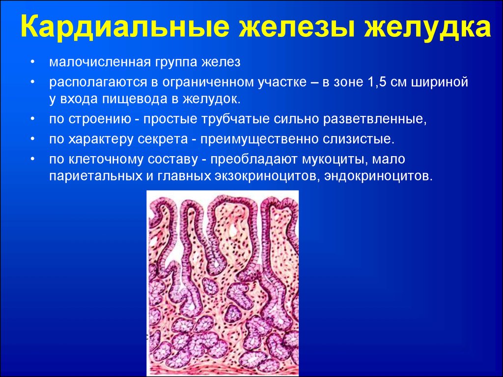 Группы железистых клеток. Кардиальные собственные и пилорические железы. Пилорические железы желудка гистология. Кардиальные и пилорические железы желудка. Железы желудка собственные кардиальные пилорические.