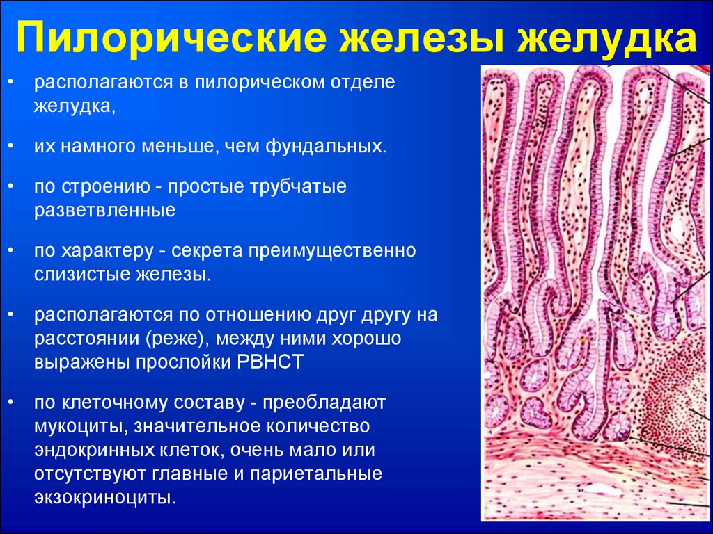 Клетки слизистой желудка вырабатывают. Пилорическая часть желудка препарат гистология. Пилорических желез желудка гистология. Пилорический отдел желудка гистология. Пилорические железы желудка функции.