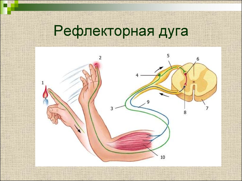 Схема отдергивания руки от горячего предмета рефлекторной дуги