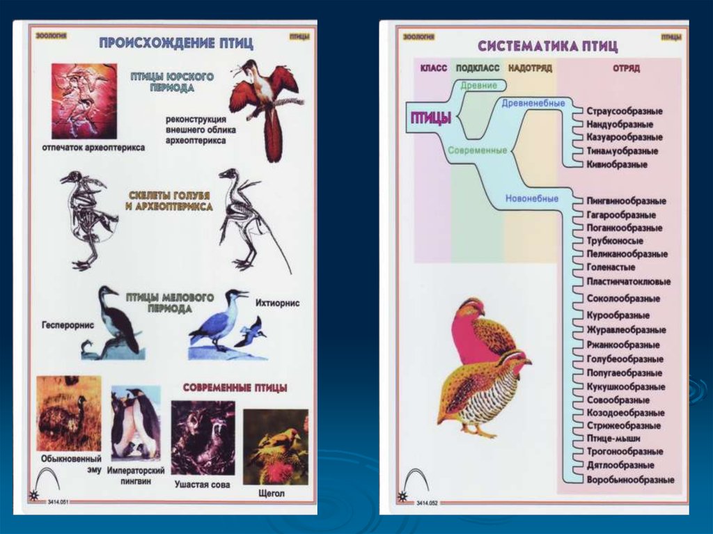 Презентация по биологии 7 класс происхождение птиц