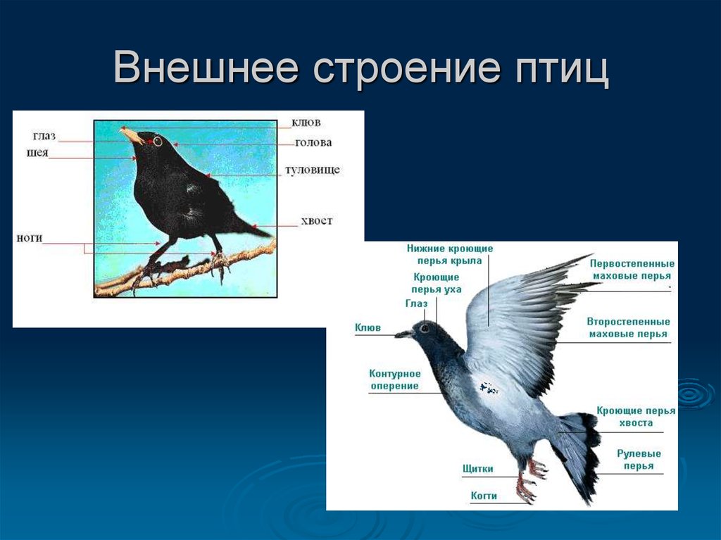 Класс Птицы. Внешнее строение птиц - презентация онлайн