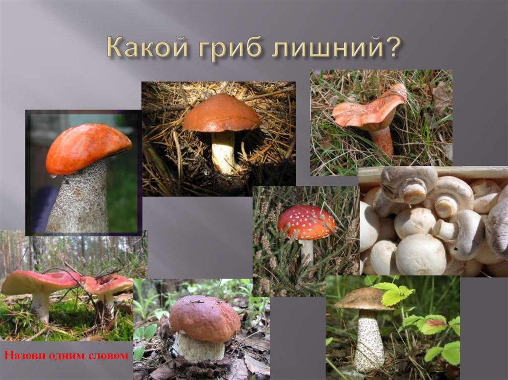 Грибы растения животные что лишнее. Четвертый лишний грибы. Съедобные грибы и мухомор 4 лишний. Какой гриб лишний. Игра Найди лишний гриб.