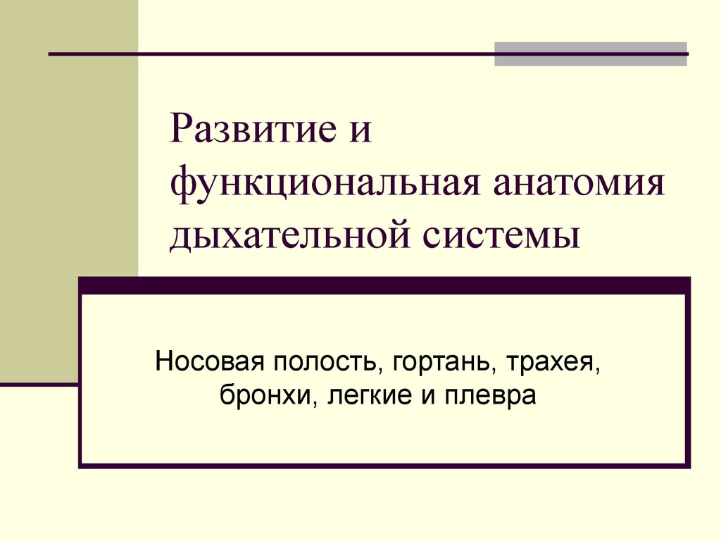 Функциональная анатомия дыхательной системы презентация