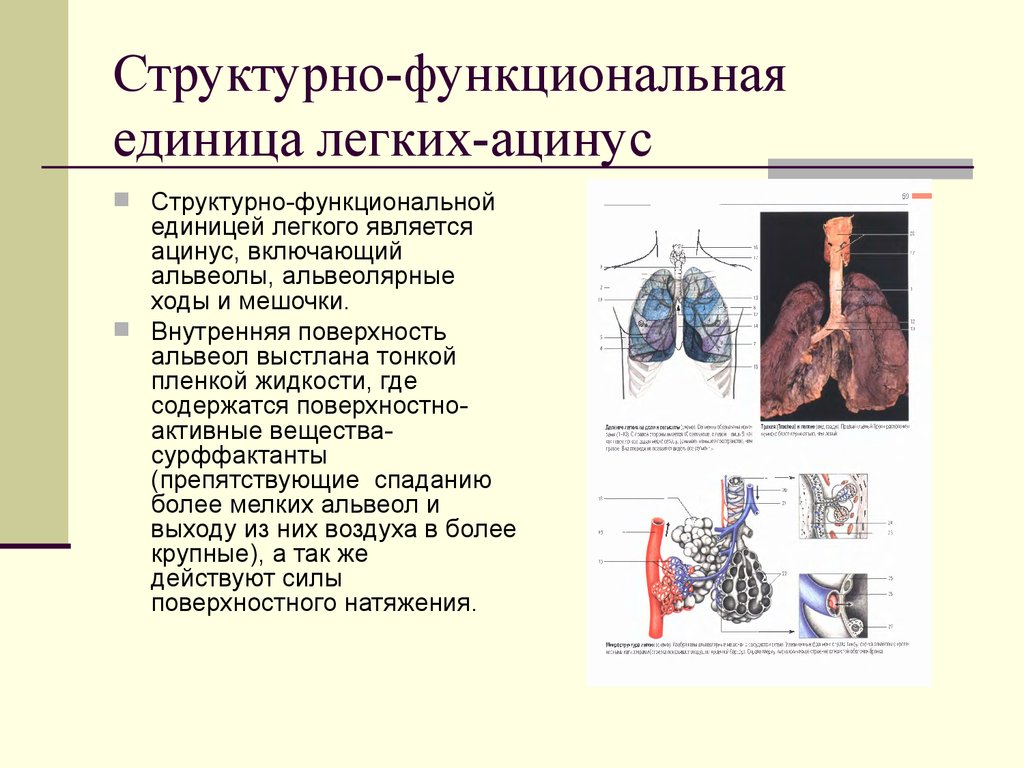 Единица легкого. Структурно-функциональная единица легкого. Функционально структурная единица легкого. Структурно-функциональной единицей легкого является. Структура функциональной единица лёгкого.