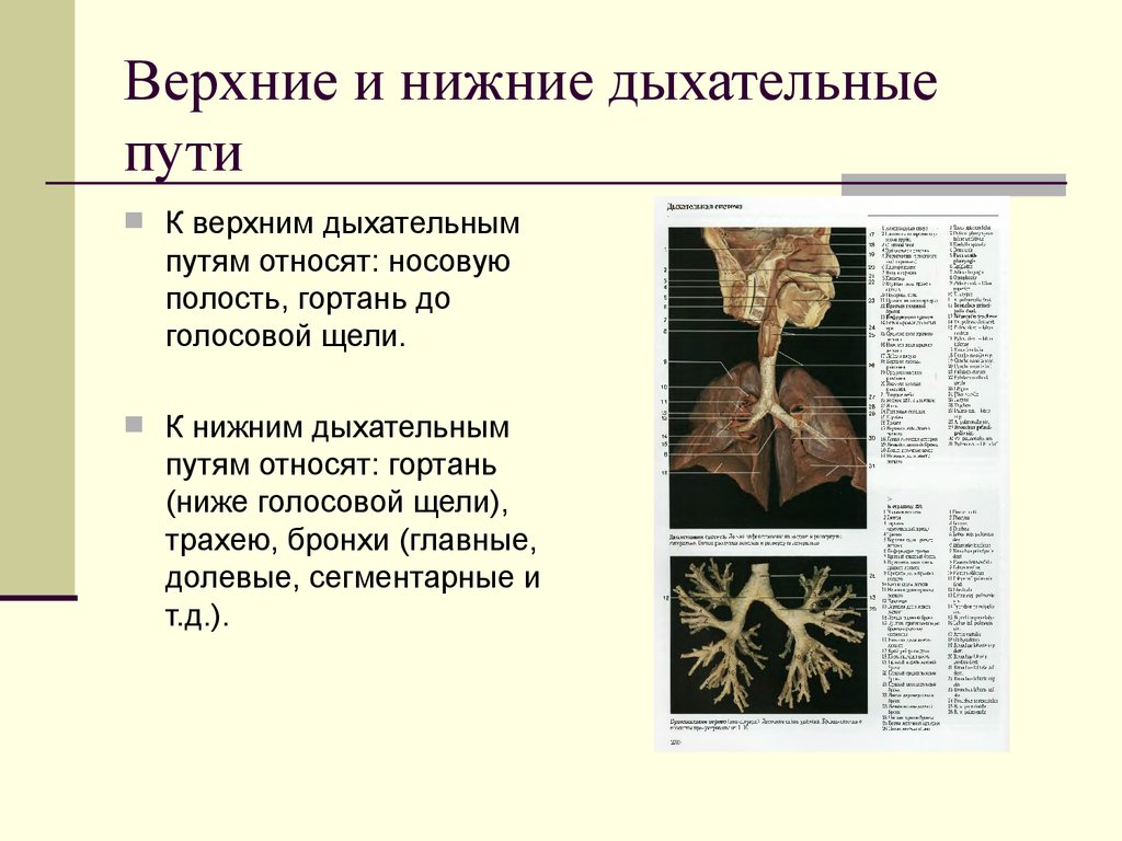 К дыхательным путям относятся. Верхние и нижние дыхательные пути. К верхним дыхательным путям относят. К нижним дыхательным путям относятся. Верхние дыхательные пути и нижние дыхательные пути.