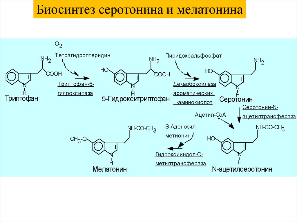 Функции серотонина. Синтез мелатонина из триптофана. Механизм действия мелатонина биохимия. Мелатонин Синтез биохимия. Схема синтеза мелатонина.