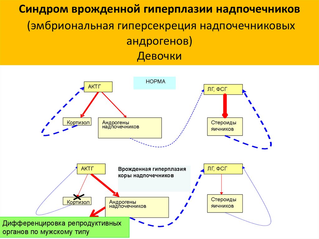 Андрогены надпочечников. Двусторонняя гиперплазия коры надпочечников вызывается. Источники развития надпочечников. Дефинитивная кора надпочечников. Гиперсекреция андрогенов.