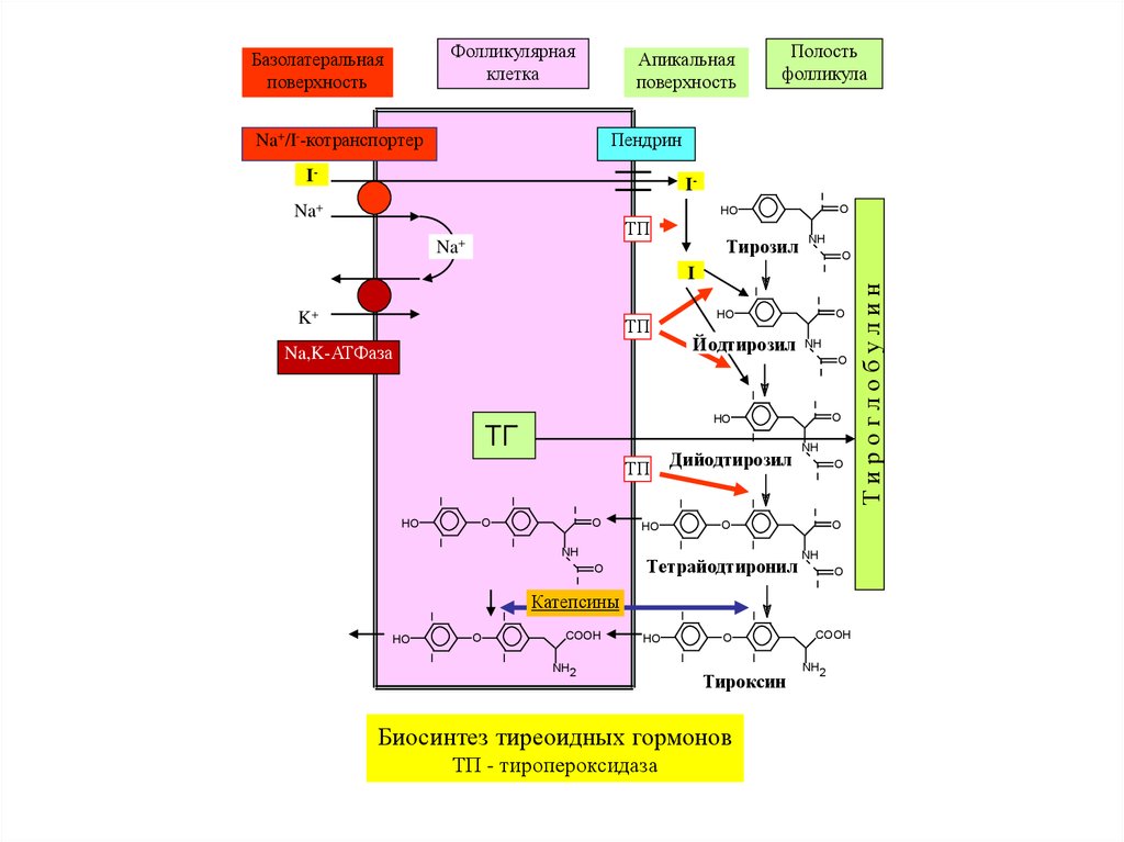 Схема синтеза тиреоидных гормонов