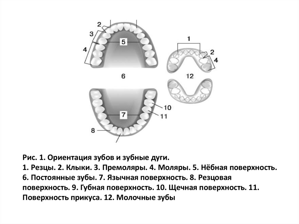 Нижняя восьмерка зуб на схеме