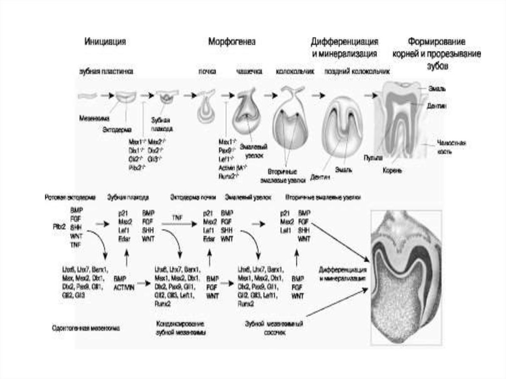 Схема формирования зуба