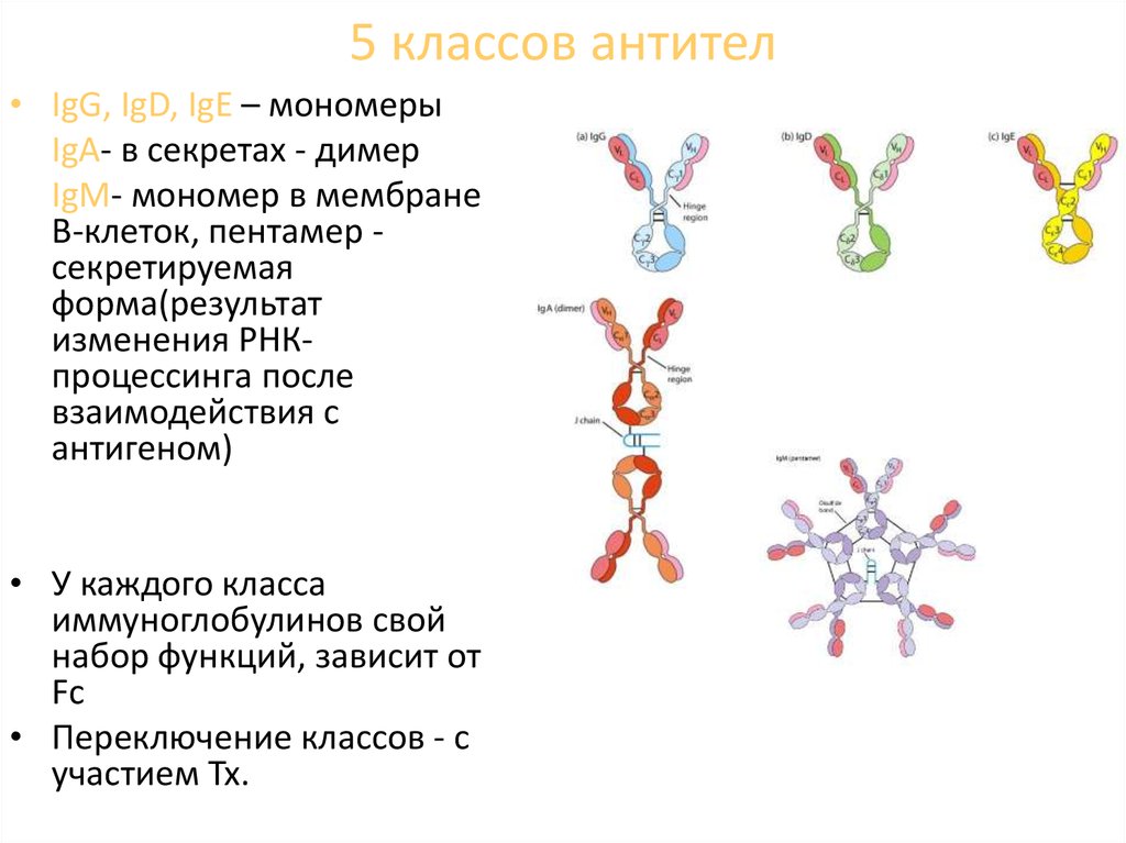 Отличия иммуноглобулинов. Антитела 5 классов микробиология. Функции антител таблица. Антитела иммуноглобулины классы иммуноглобулинов. Типы антител и их функции.