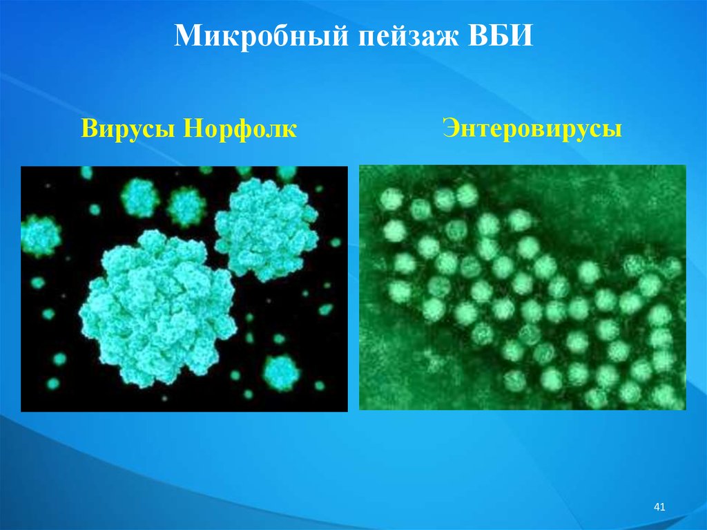 Инфекция микробиология