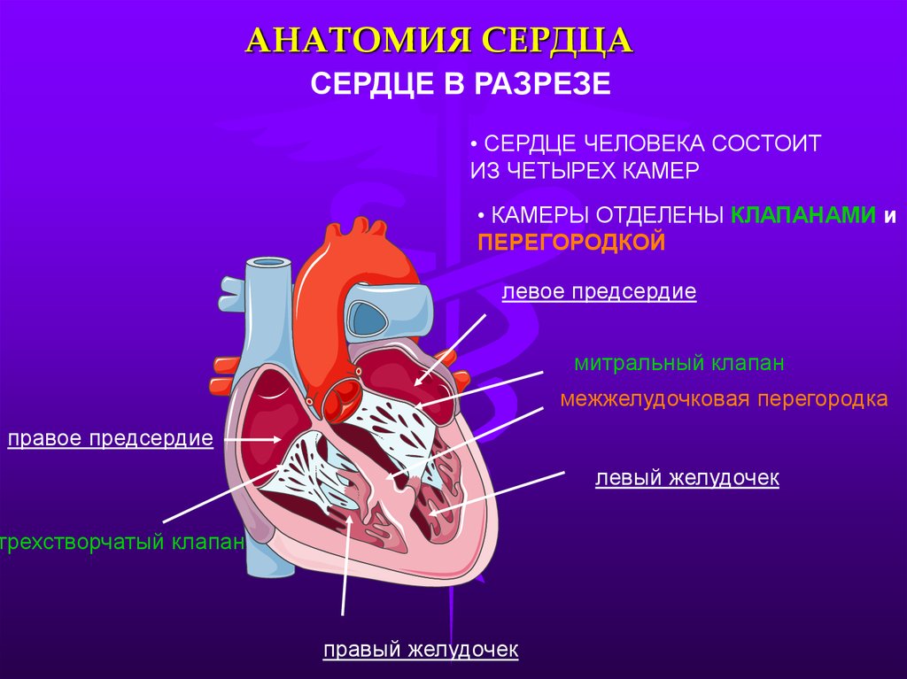 Сердце человека состоит из. Строение сердца. Сердце в разрезе. Сердце человека анатомия. Сердце в разрезе анатомия.