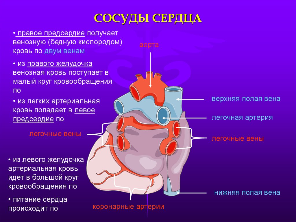 Какая кровь в предсердии. Артерии и вены сердца анатомия. Строение сердца, сосуды (артерии и вены). Сосуды правого предсердия. Строение сердца коронарные сосуды.