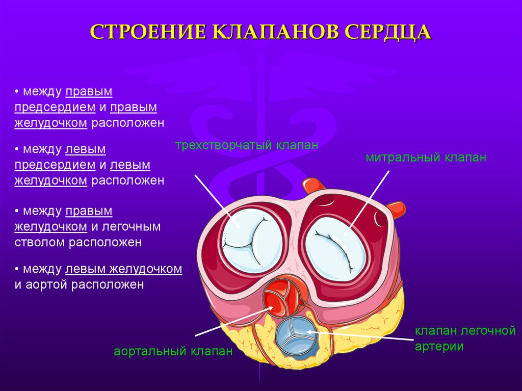 Отсутствие клапана в сердце