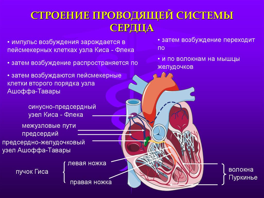 Сердце образовано клетками. Схема строения проводящей системы. Клетки образующие проводящую систему сердца. Строение миокарда, Проводящая система сердца. Перечислите компоненты проводящей системы сердца.
