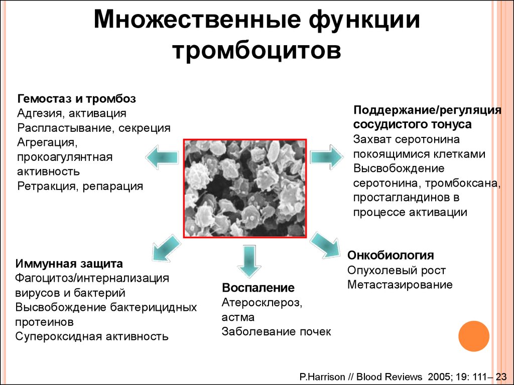 Гранулы тромбоцитов содержат. Защитная функция тромбоцитов. Функции тромбоцитов. Основные функции тромбоцитов. Тромбоциты и их функции.