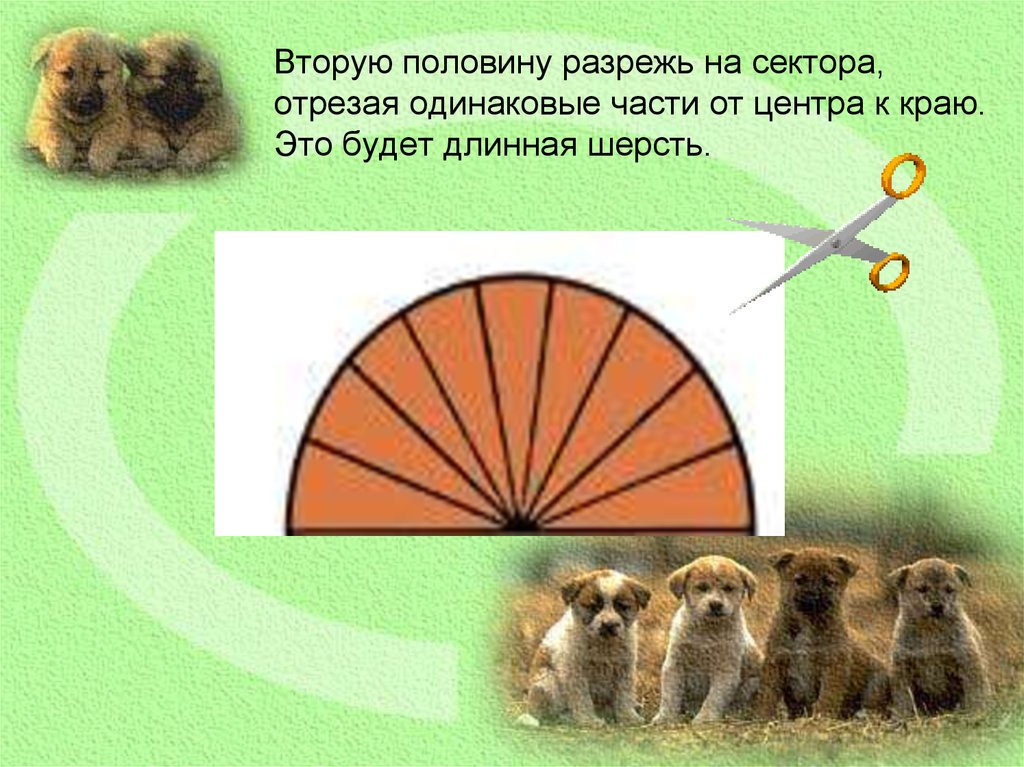 Вторую половину разрежь на сектора, отрезая одинаковые части от центра к краю. Это будет длинная шерсть.