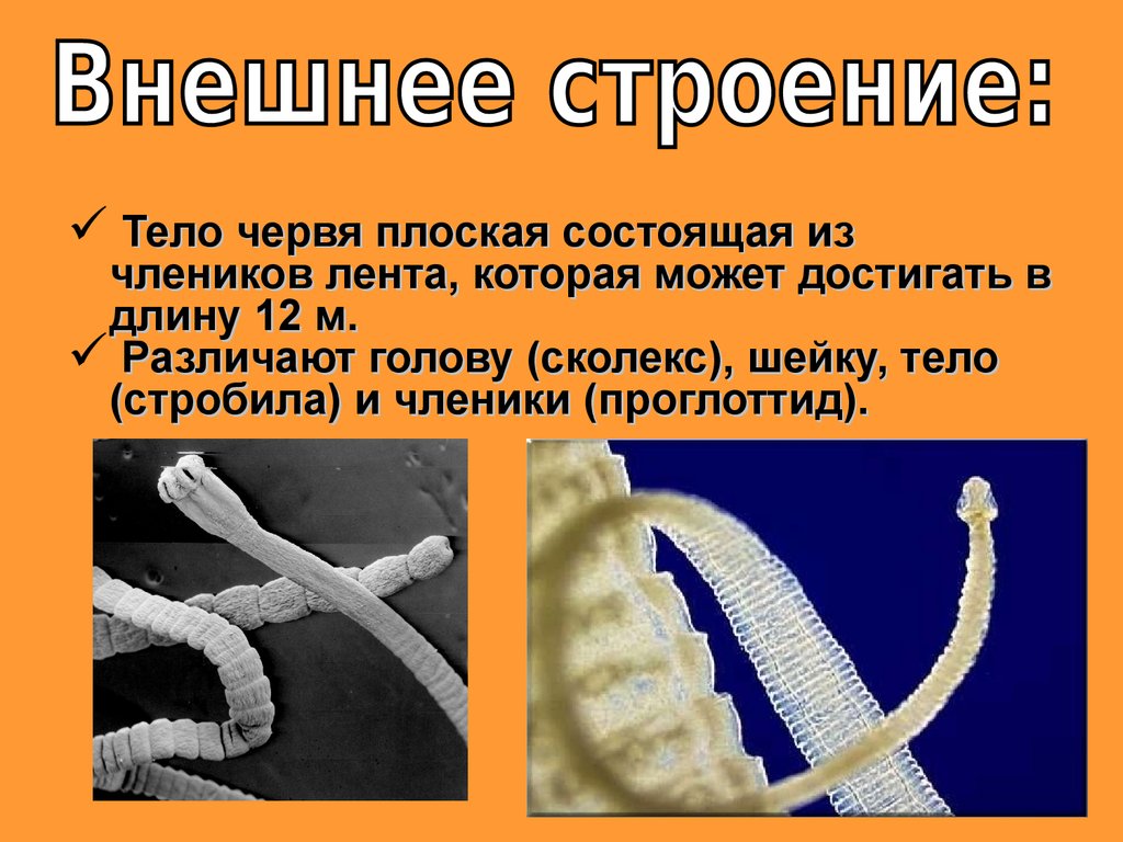Ленточные и плоские черви. Ленточные черви признаки строения. Класс ленточные черви (Cestoda). Ленточные черви членики. Класс ленточные черви внешнее и внутреннее строение кратко.