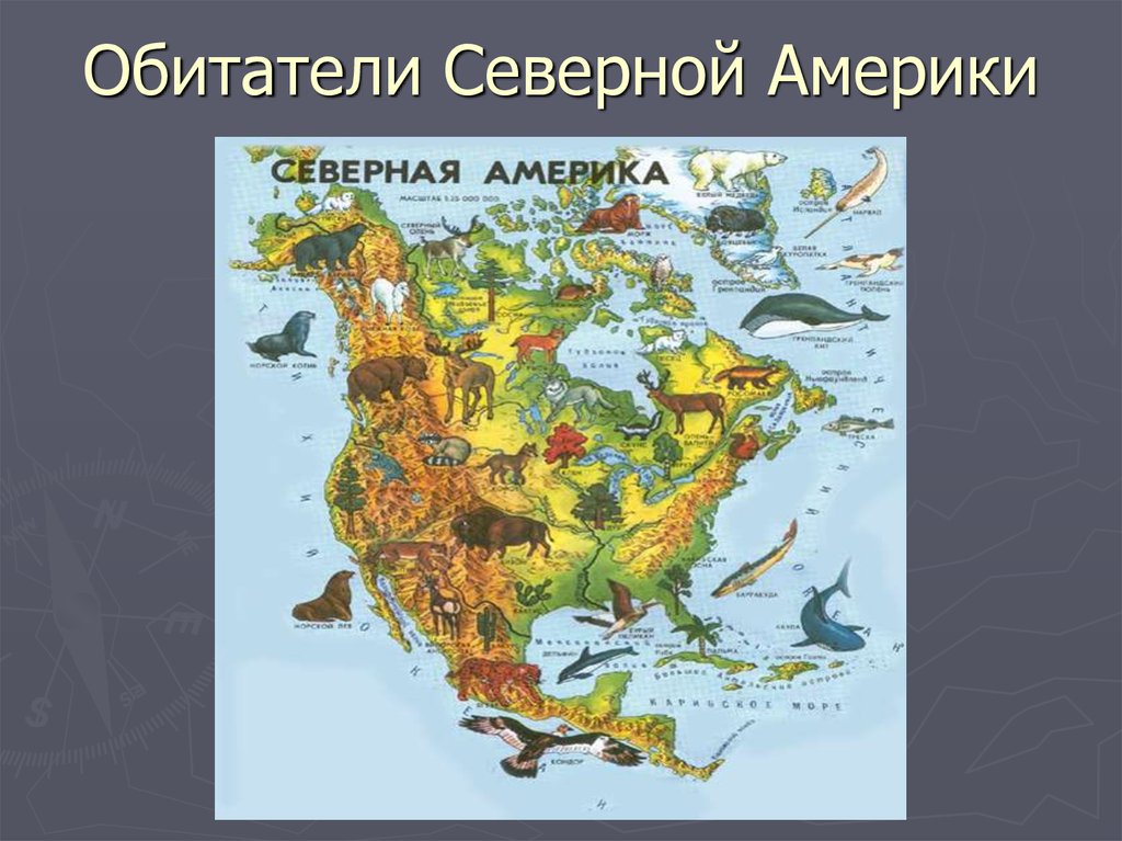 Животный мир материка северная америка. Северная Америка материк. Животные Северной Америки на карте. Северная амеприкадля детей. Материк Северная Америка с животными.