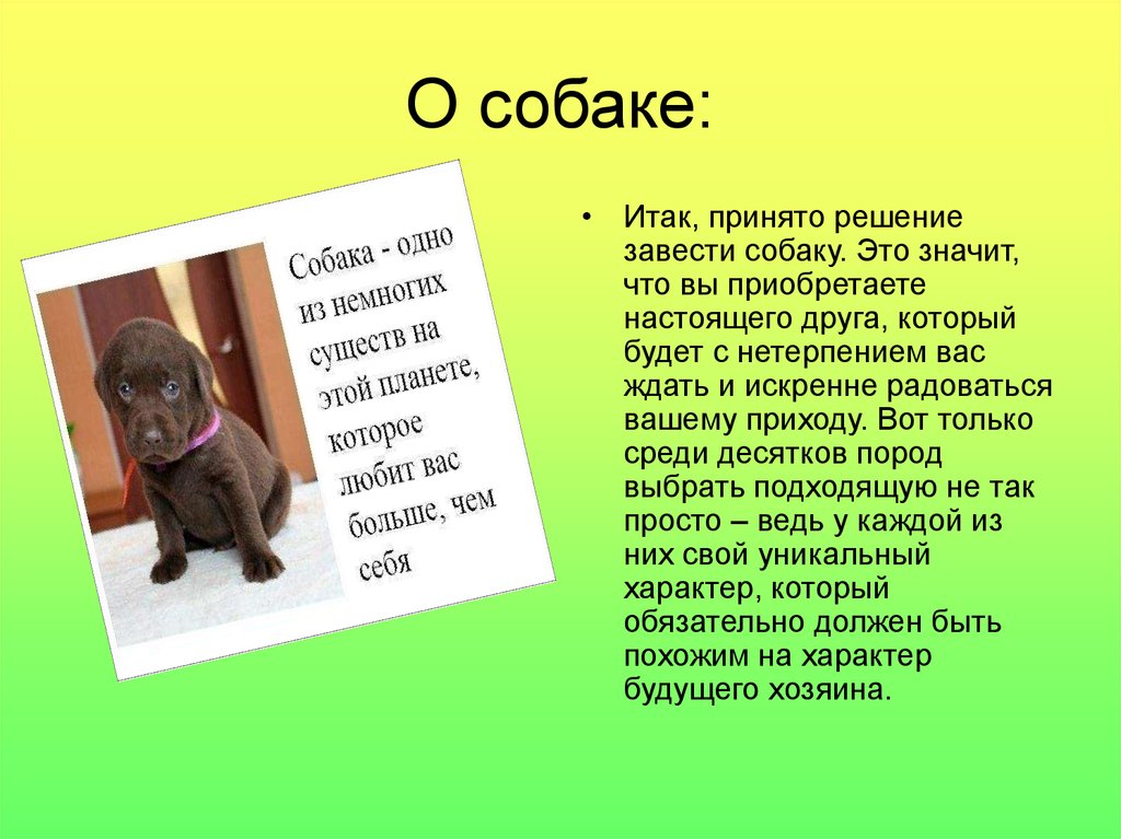 Я хочу рассказать о собаке. Доклад про собаку. Презентация моя собака. Проект про собак. Аргументы про собак.