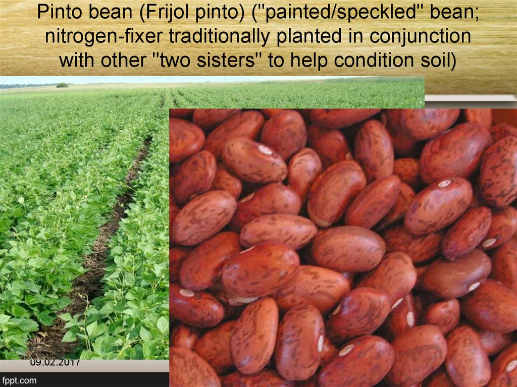 Pinto bean (Frijol pinto) ("painted/speckled" bean; nitrogen-fixer traditionally planted in conjunction with other "two sisters" to help condition soil)