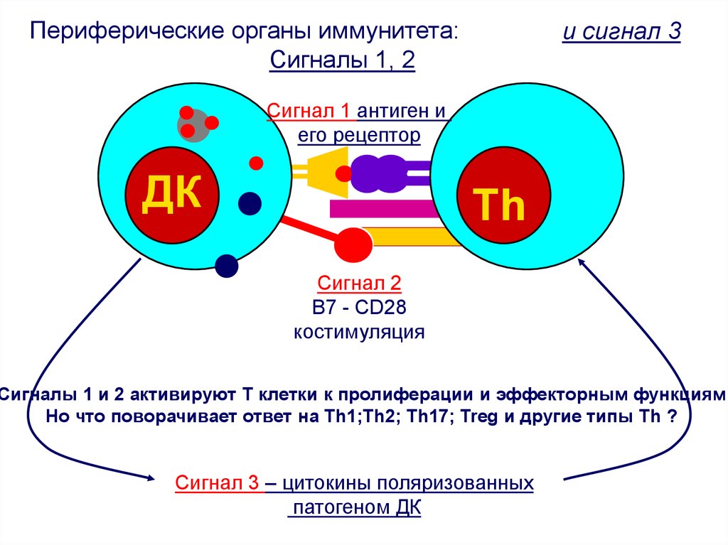 Схема патогенеза аутоиммунных заболеваний