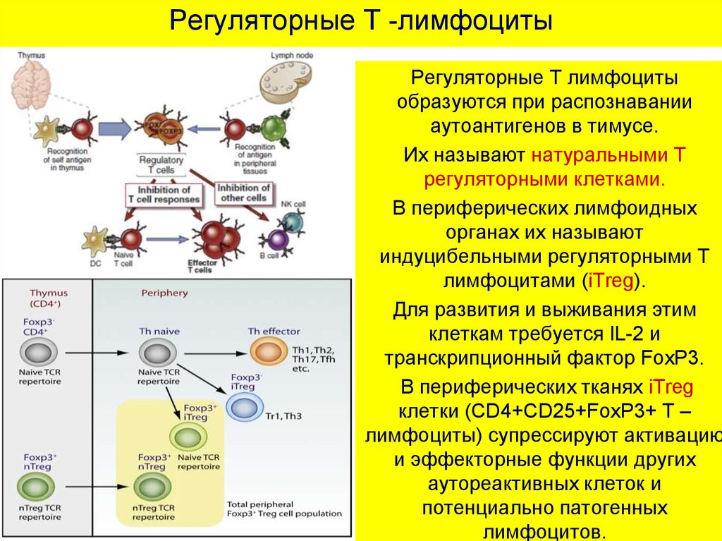 Созревание иммунных клеток. Т-лимфоциты основные типы и функции. Функции т регуляторных лимфоцитов. Функции т4 лимфоцитов. Функции cd4+ т лимфоцитов.