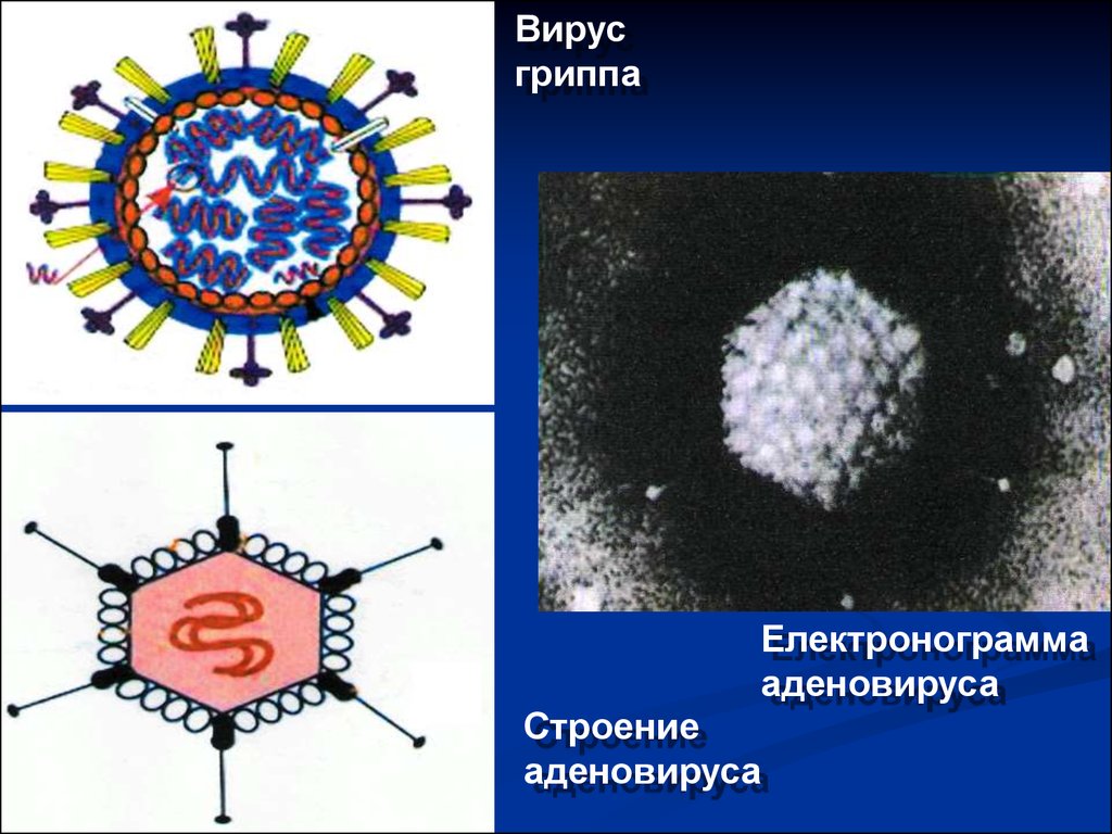 Аденовирус. Аденовирус строение вириона. Аденовирус строение вируса. Схема строения аденовируса. Структура аденовируса.