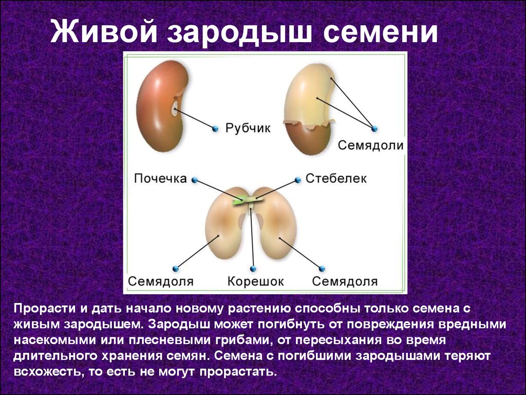 Семя состоит из семенной. Живой зародыш семени. Части зародыша фасоли. Семя зародыш эмбрион. Зародыш семени фасоли.