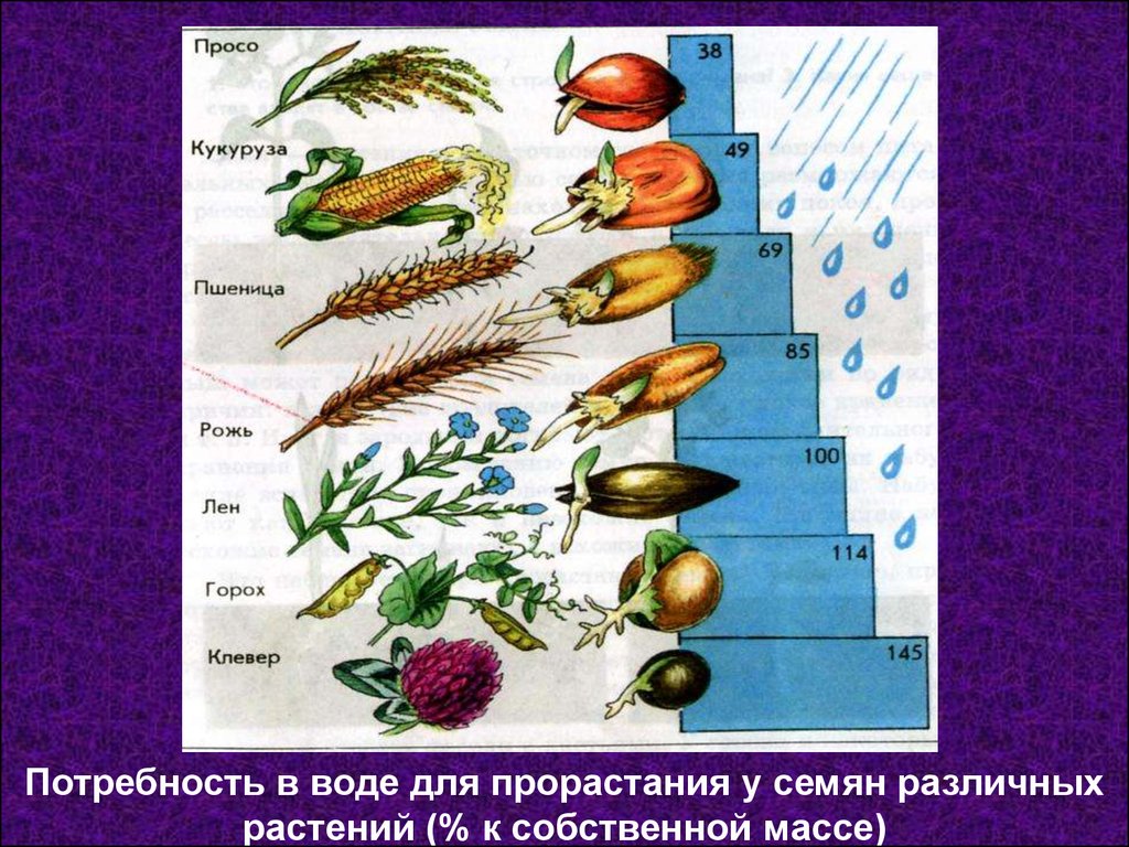 Семенные растения примеры 6 класс. Семена растений. Семена различных растений. Семена растений для презентации. Условия прорастания семян.