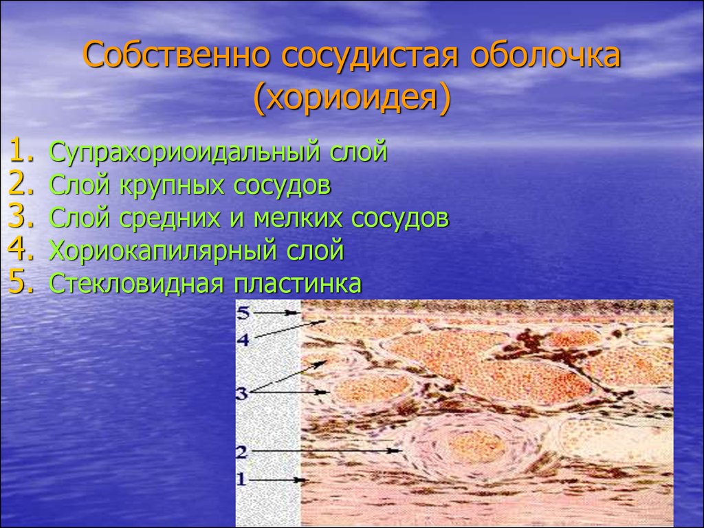 Сосудистая оболочка. Сосудистая оболочка гистология строение. Собственно сосудистая оболочка. Слои собственно сосудистой оболочки глаза. Строение собственной сосудистой оболочки глаза.