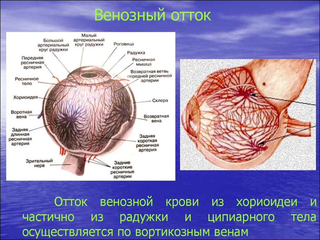 От мозга кровь оттекает. Вены сосужистой оболояки. Вены сосудистой оболочки. Большой и малый артериальный круг Радужки.