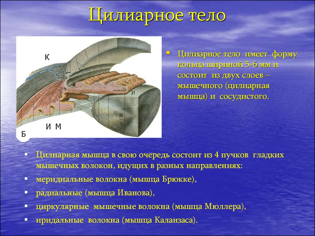 Состоит из 2 слоев. Ресничное цилиарное тело глаза. Цилиарное тело глаза анатомия. Ресничное тело анатомия. Строение цилиарного тела.