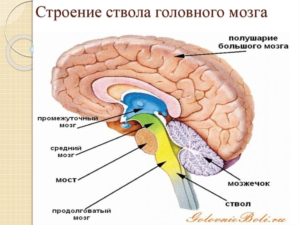 Ствол головного мозга включает отдел. Отделы головного мозга структура отделов. Строение ствола мозга. Структура и функции отделов головного мозга ствол мозга. Ствол мозга анатомия функции.