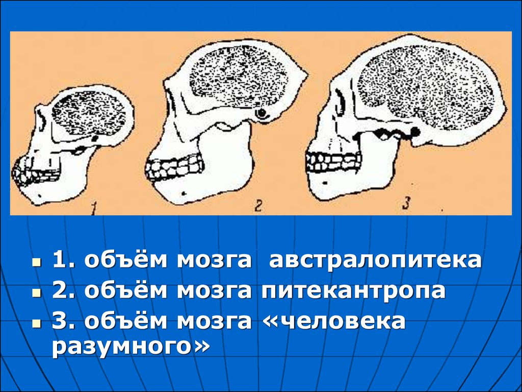 Объем мозга питекантропа