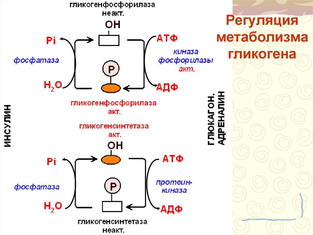 Синтез гликогена стимулирует гормон. Регуляция метаболизма гликогена. Регуляция синтеза гликогена. Регуляция синтеза гликогена схема. Регуляция биосинтеза гликогена биохимия.